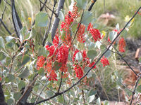 Holly leaved grevillea
